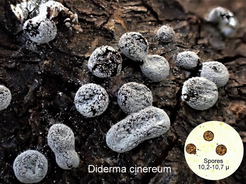 Diderma cinereum-amf1979.jpg - Diderma cinereum ; Syn: Chondrioderma cinereum